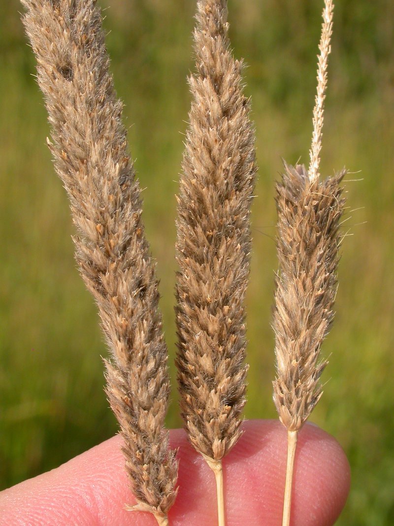 Creeping Meadow Foxtail