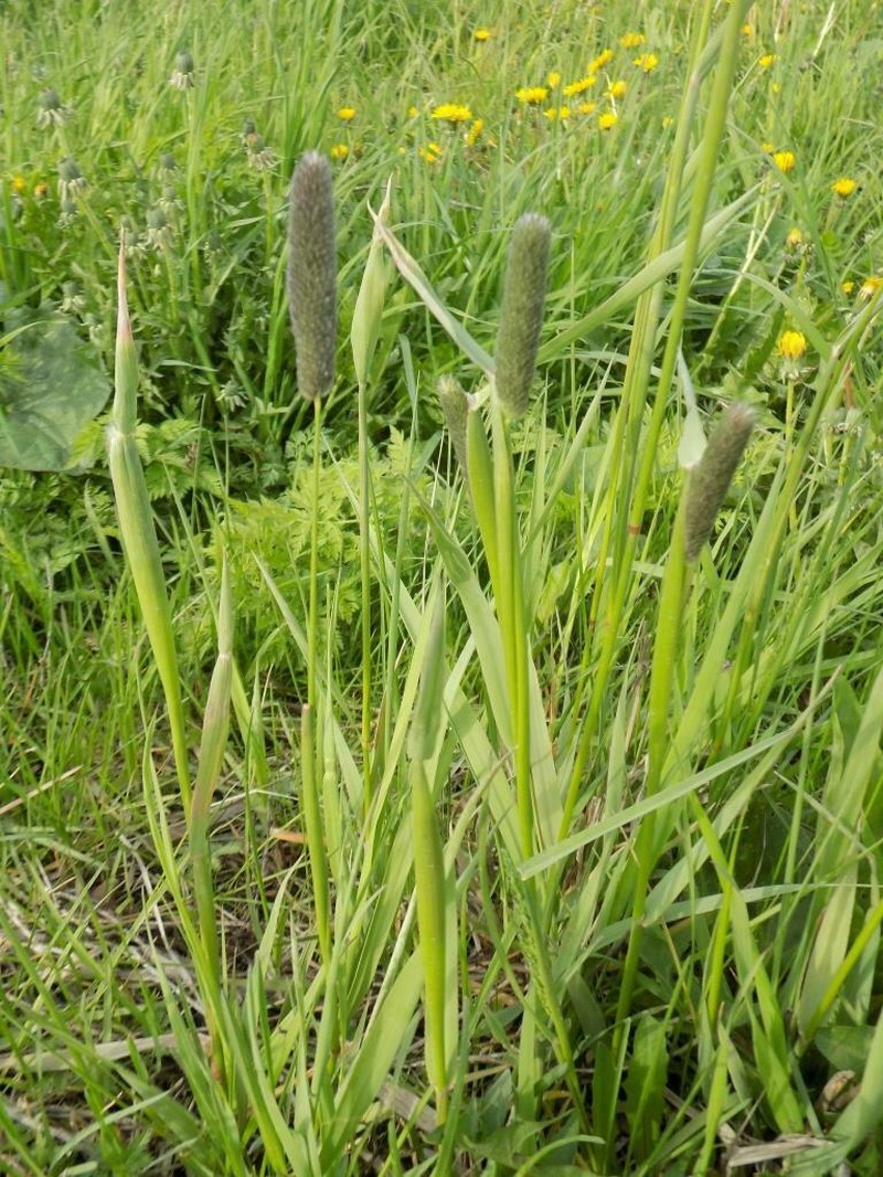 Creeping Meadow Foxtail photo 2