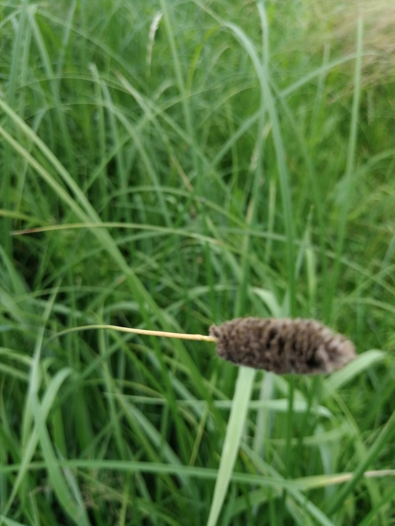 Creeping Meadow Foxtail photo 3