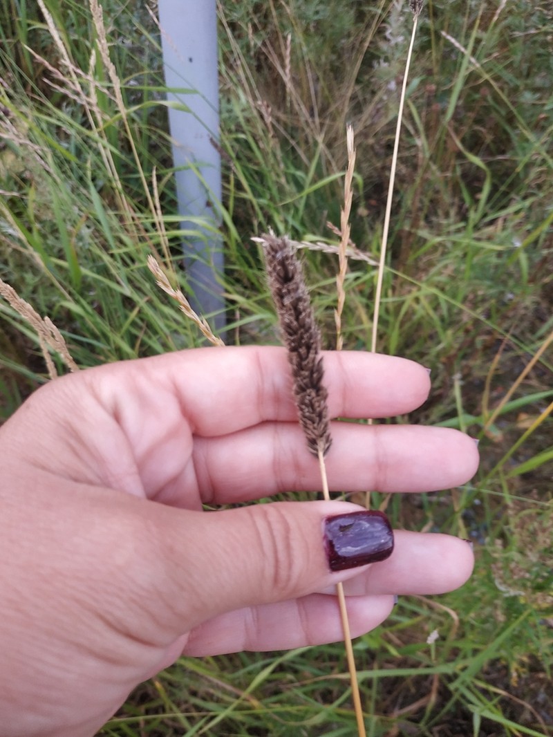 Creeping Meadow Foxtail photo 4