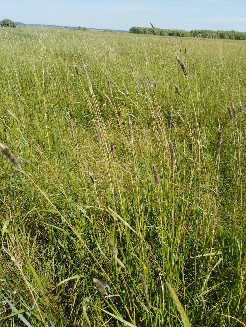 Creeping Meadow Foxtail photo 5