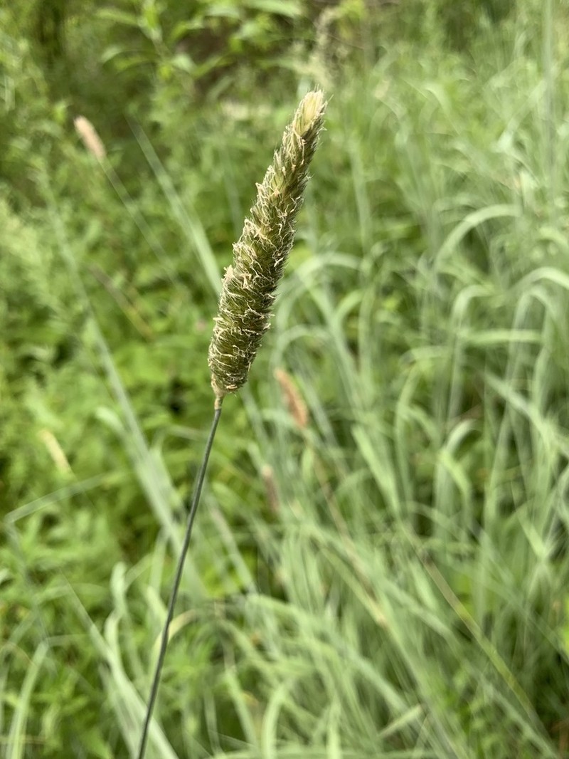 Creeping Meadow Foxtail photo 6