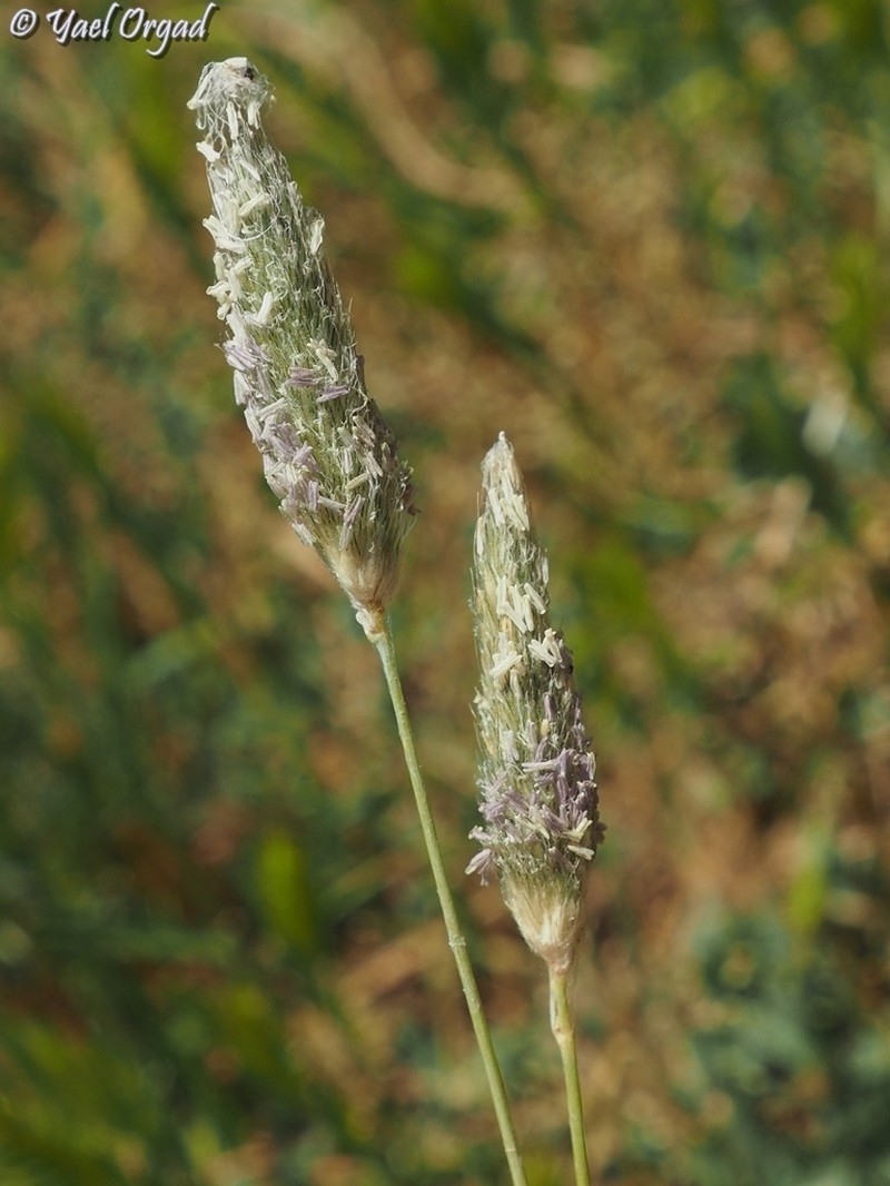 Creeping Meadow Foxtail photo 7