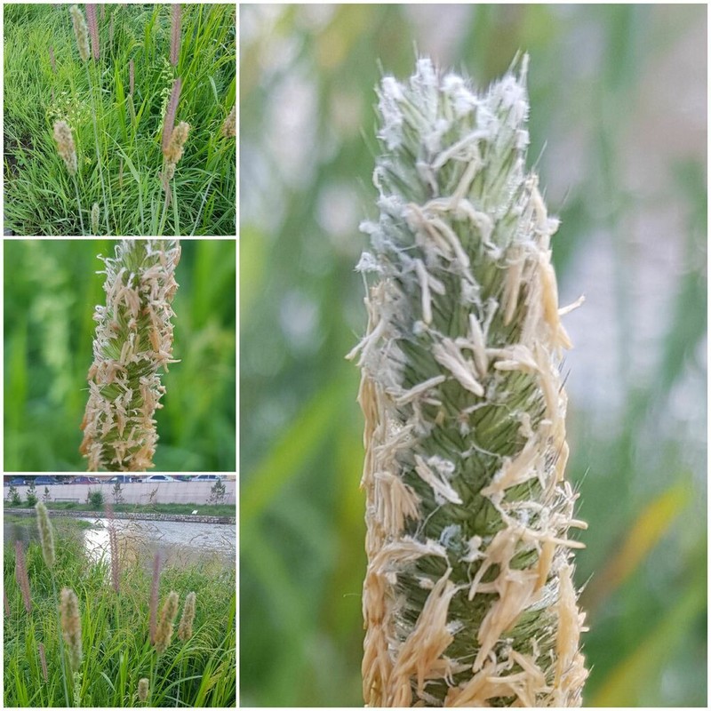 Creeping Meadow Foxtail photo 8