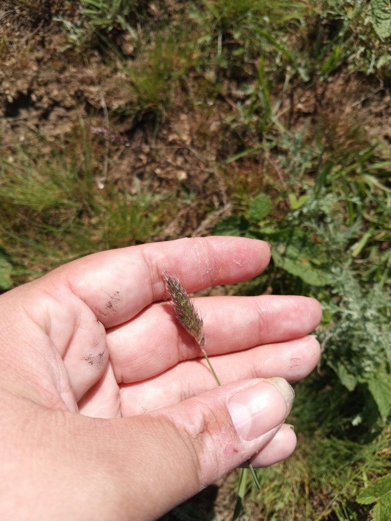 Foxtail