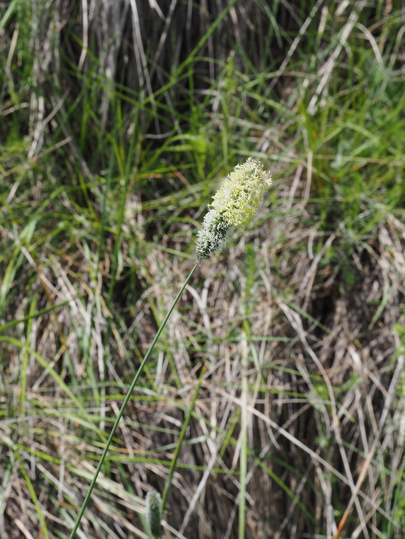 Foxtail photo 4