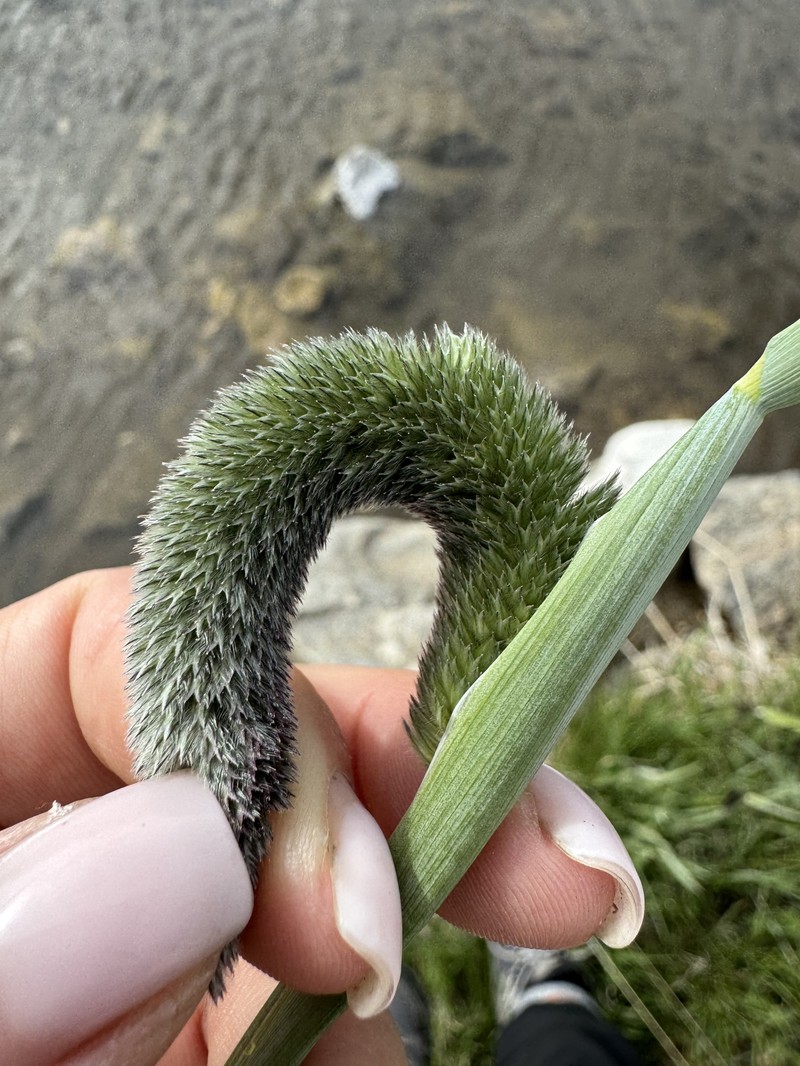 Foxtail photo 5