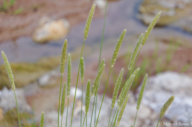 Foxtail photo 6