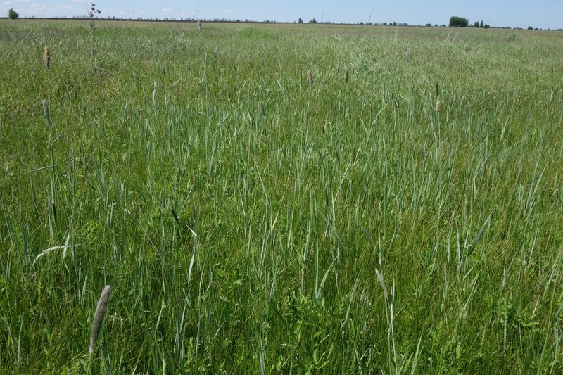 Foxtail photo 7