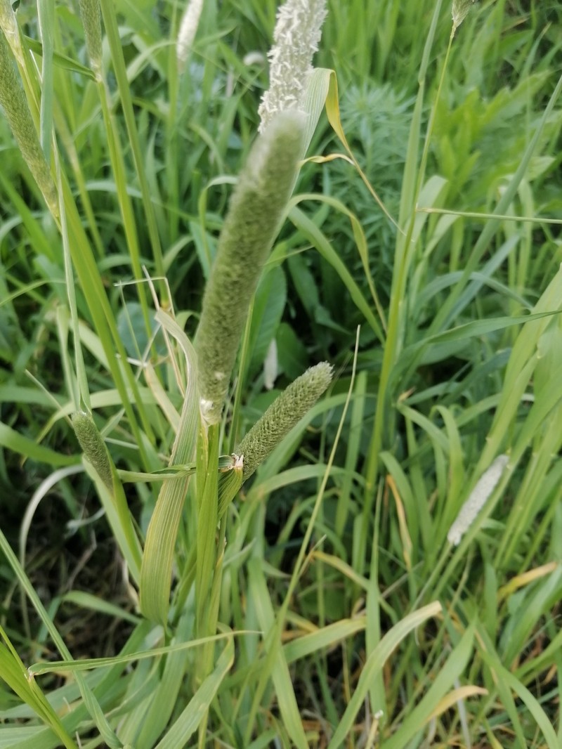 Foxtail photo 8