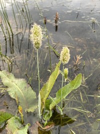 Alopecurus brachystachyus