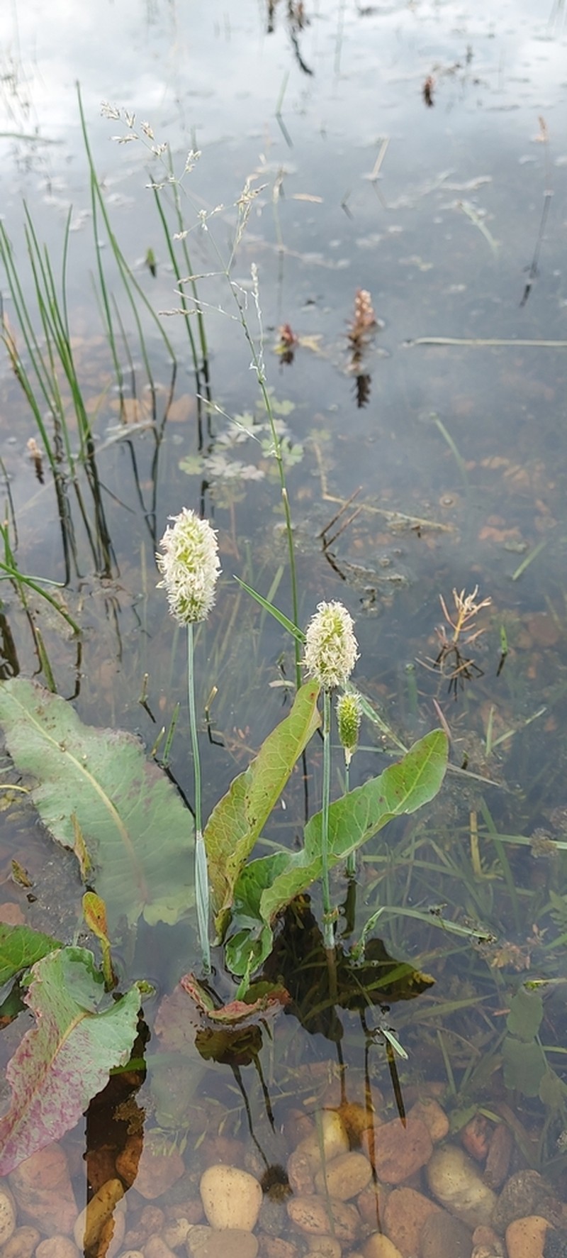 Alopecurus brachystachyus photo 2