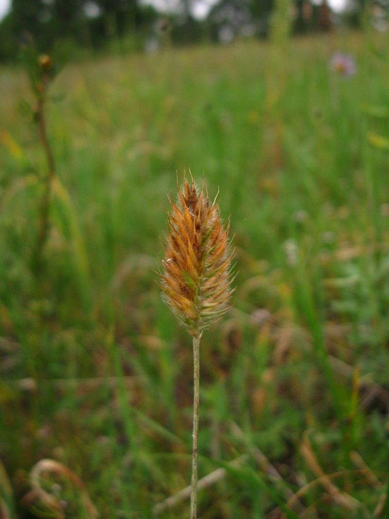 Alopecurus brachystachyus photo 3
