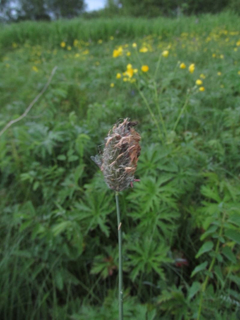 Alopecurus brachystachyus photo 4