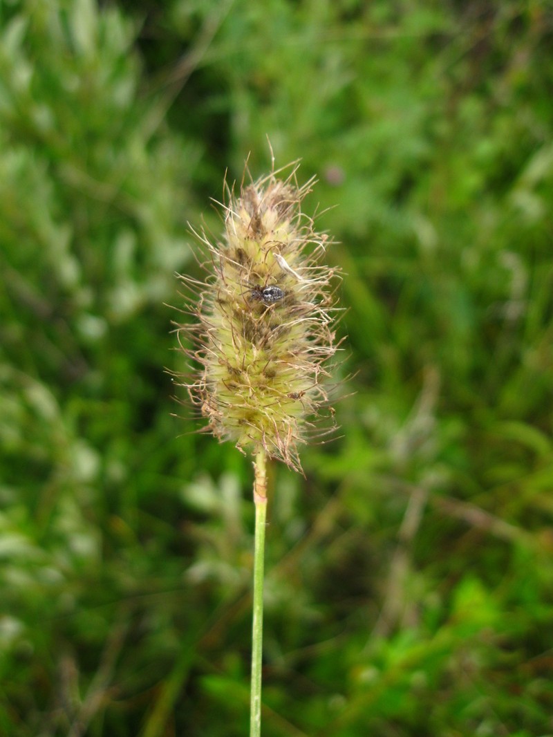 Alopecurus brachystachyus photo 5
