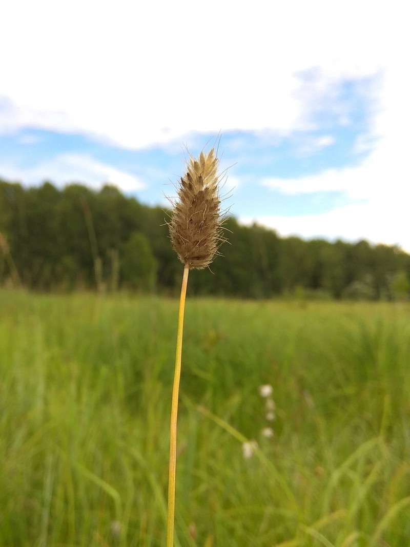 Alopecurus brachystachyus photo 8