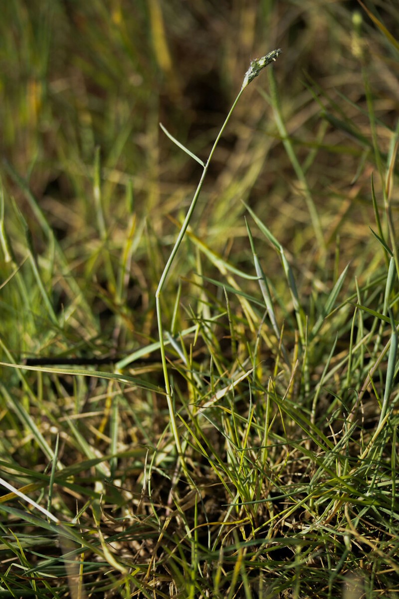 Alopecurus bulbosus