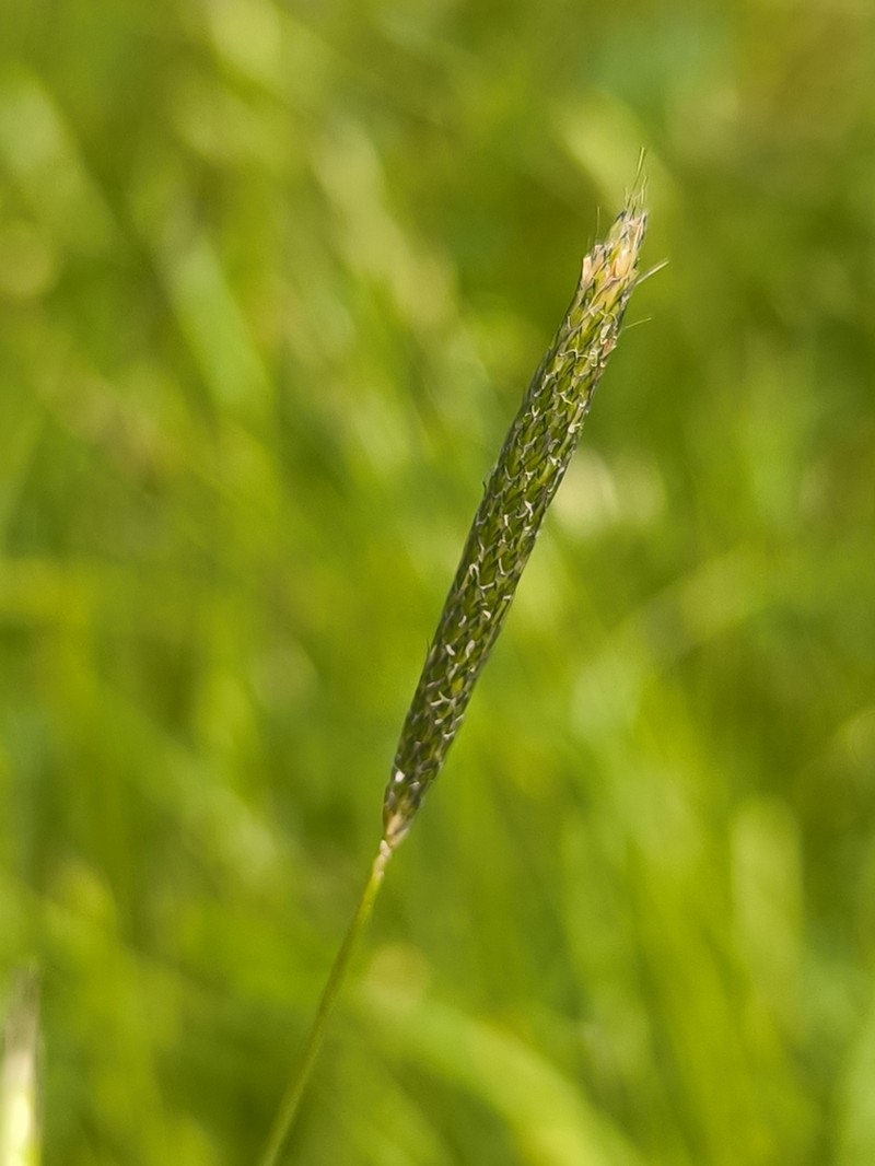 Alopecurus bulbosus photo 2