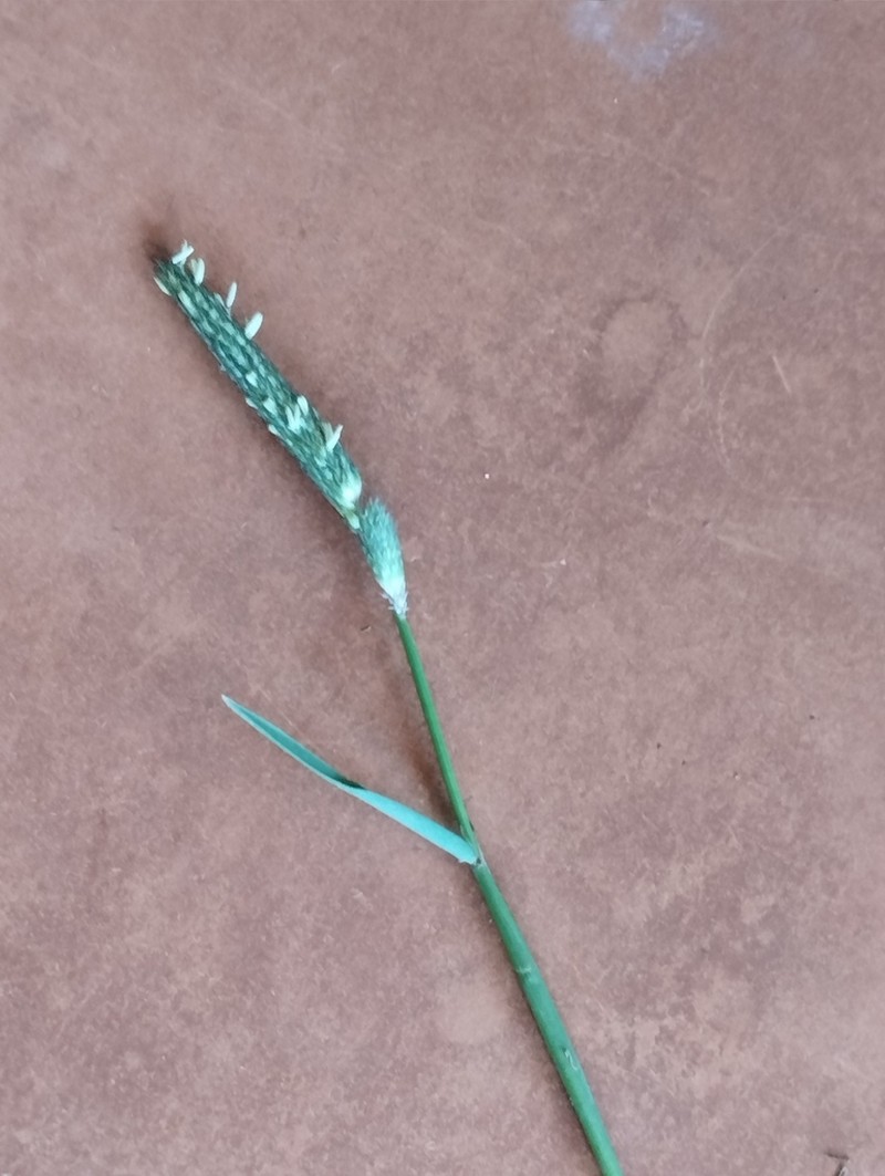 Alopecurus bulbosus photo 3