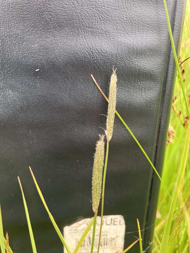 Alopecurus bulbosus photo 4