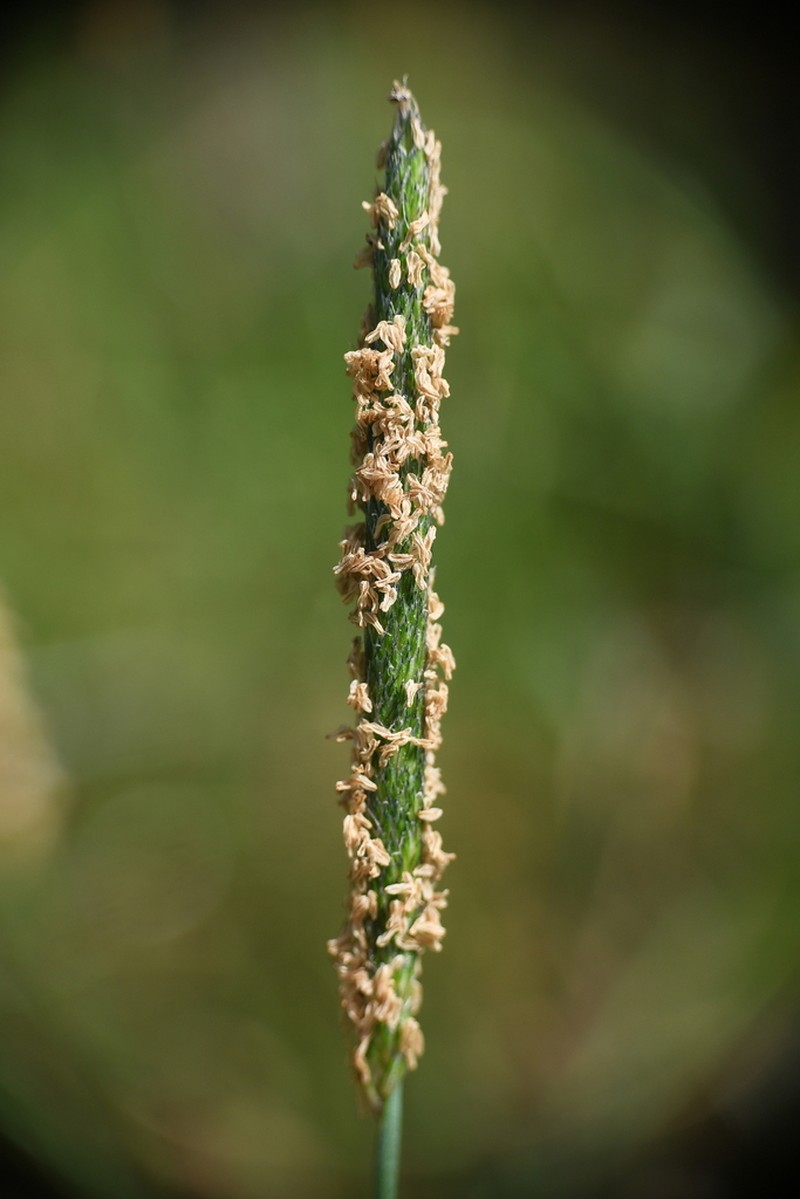Alopecurus bulbosus photo 5