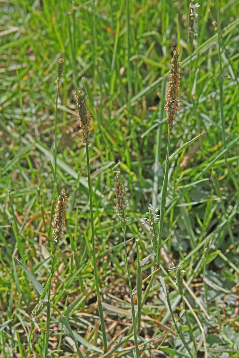 Alopecurus bulbosus photo 6