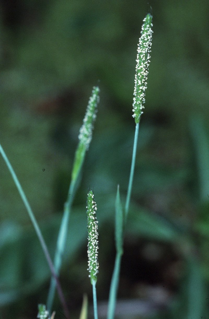 Carolina Foxtail