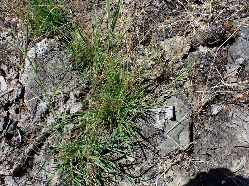 Carolina Foxtail photo 2