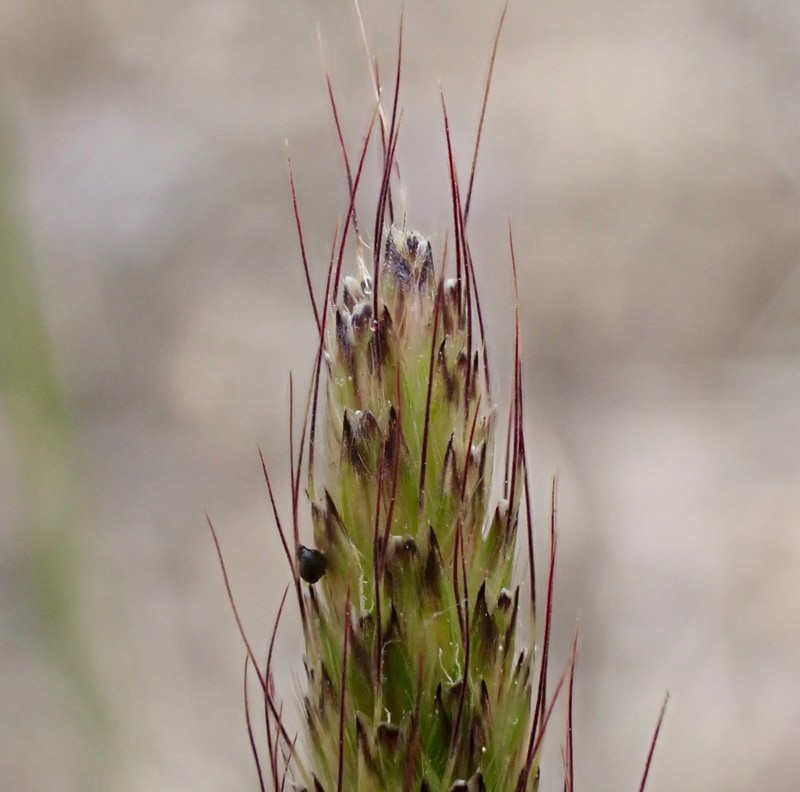 Carolina Foxtail photo 3