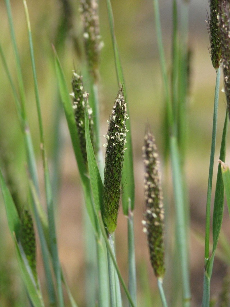 Carolina Foxtail photo 4