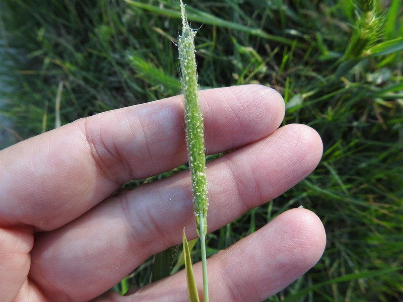 Carolina Foxtail photo 6