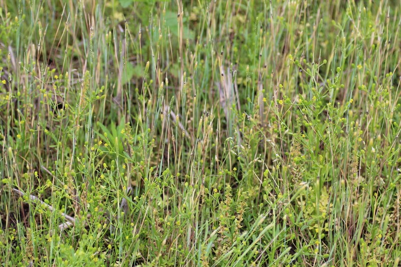 Carolina Foxtail photo 7