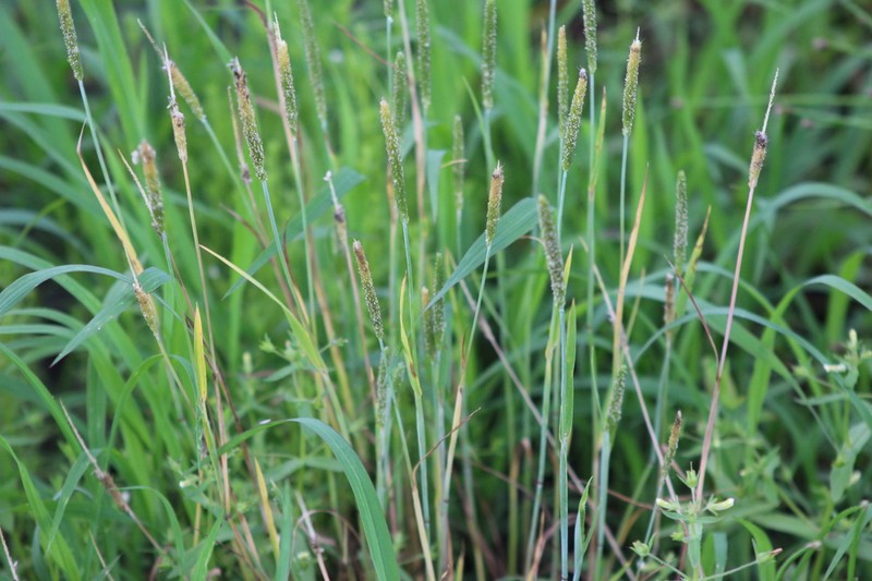 Carolina Foxtail photo 8