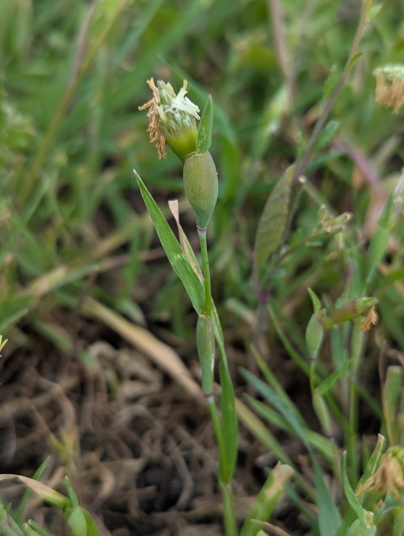 Alopecurus cucullatus