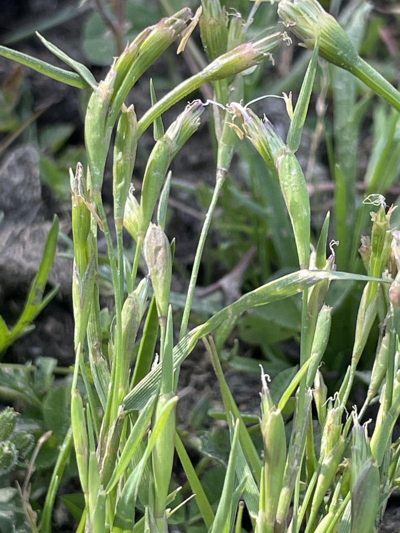 Alopecurus cucullatus photo 2