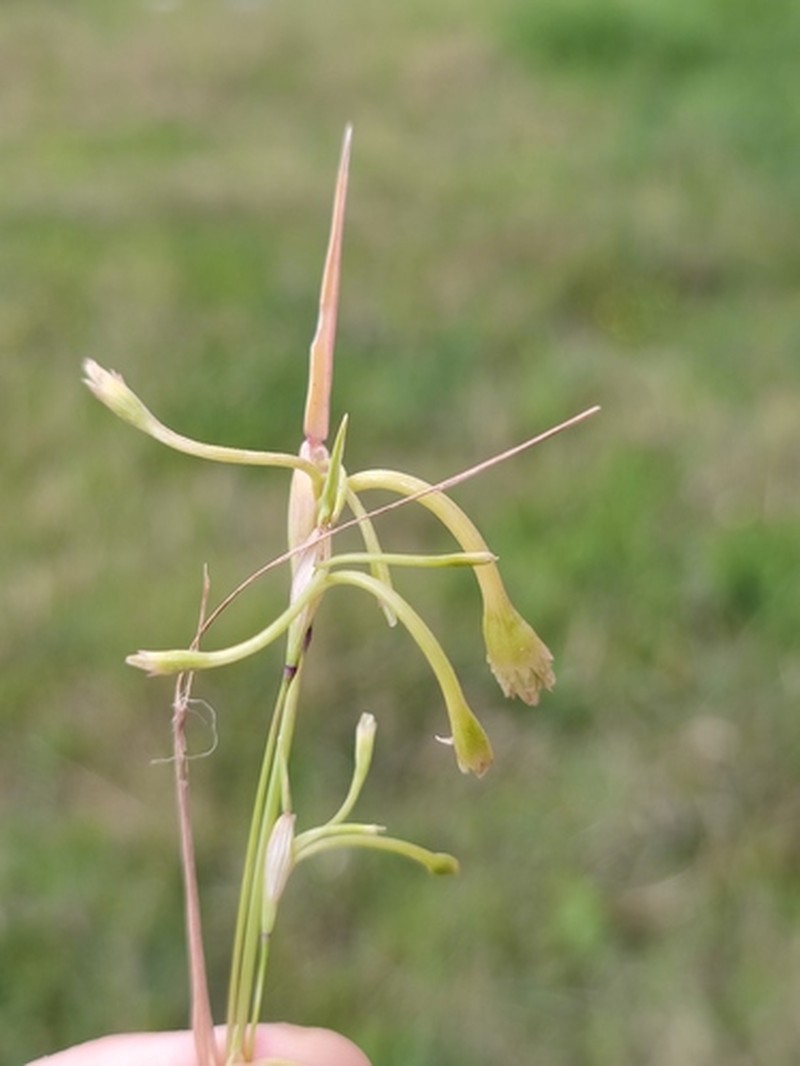 Alopecurus cucullatus photo 4