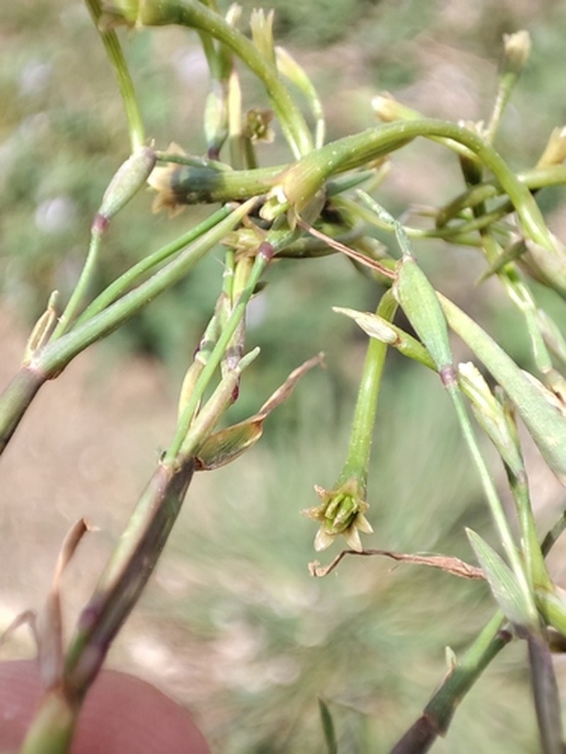 Alopecurus cucullatus photo 5