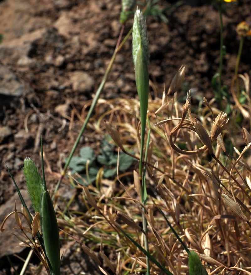 Alopecurus cucullatus photo 6