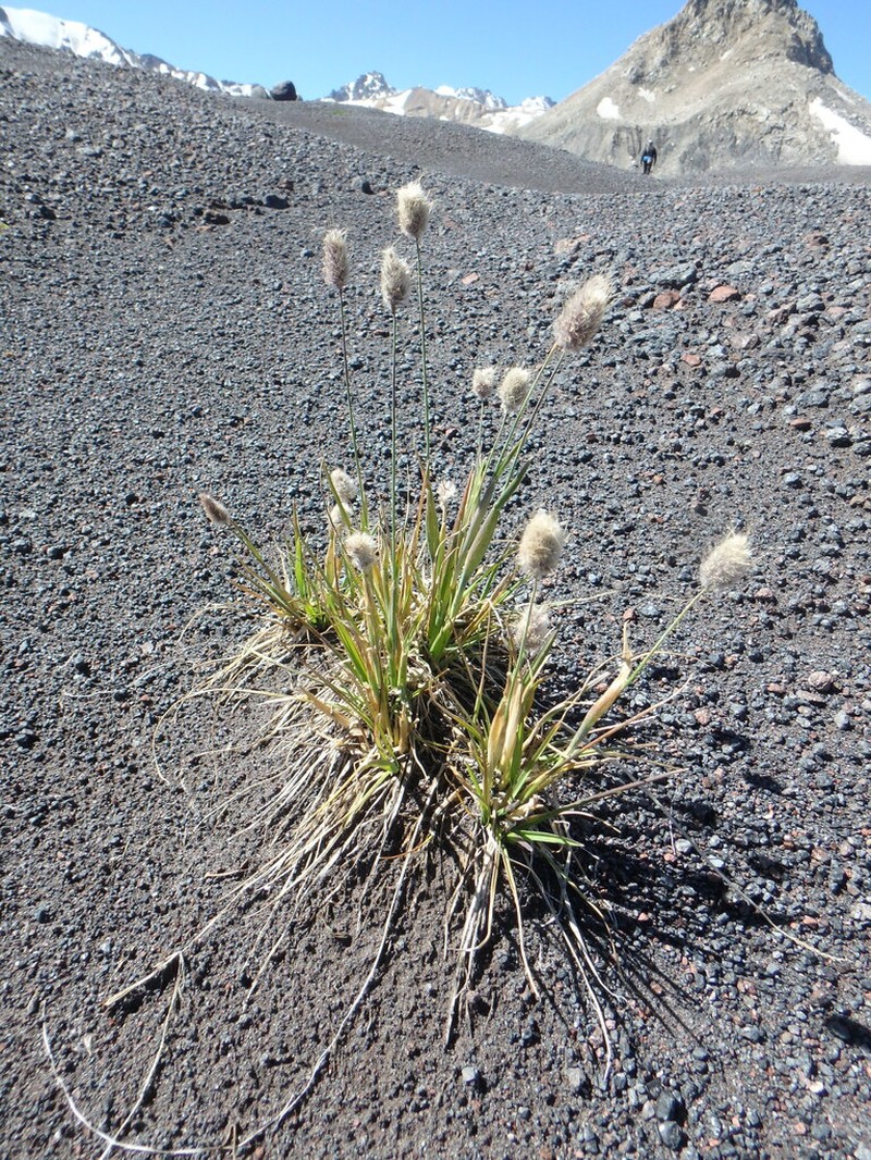 Alopecurus dasyanthus