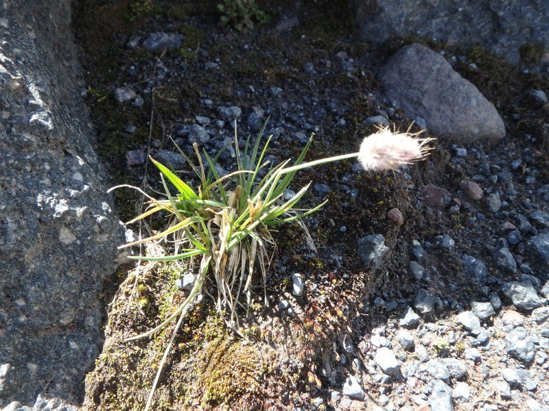 Alopecurus dasyanthus photo 2
