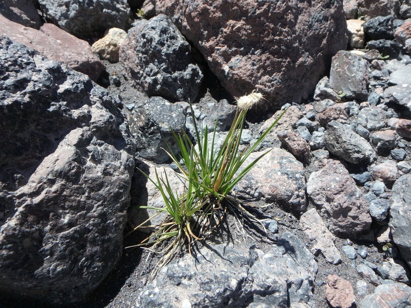 Alopecurus dasyanthus photo 3