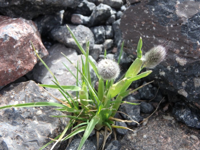 Alopecurus dasyanthus photo 6