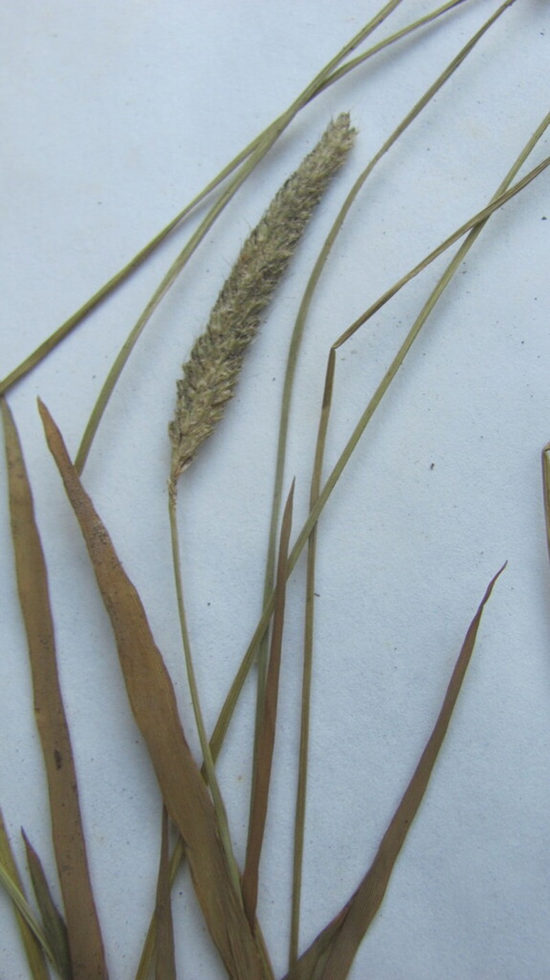 Water Foxtail photo 2