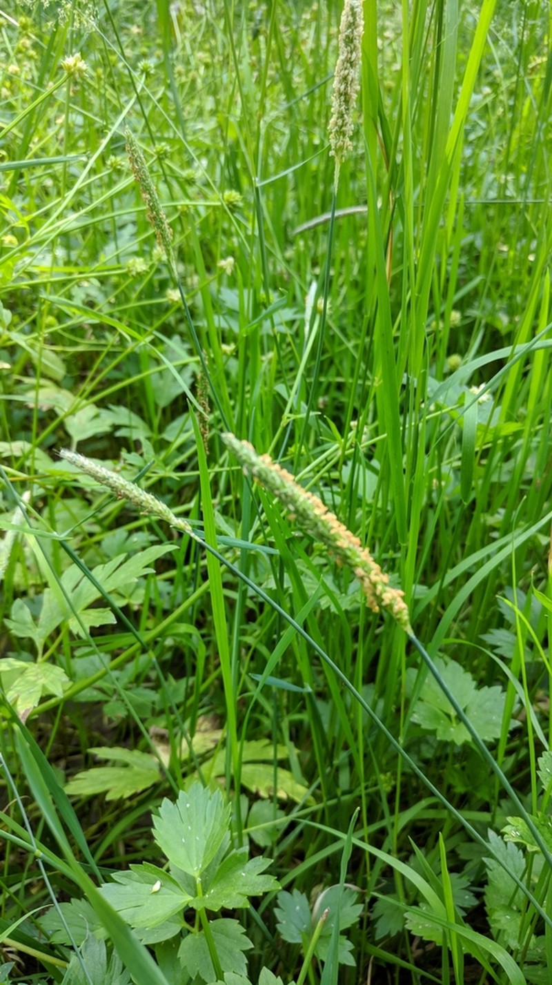 Water Foxtail photo 4