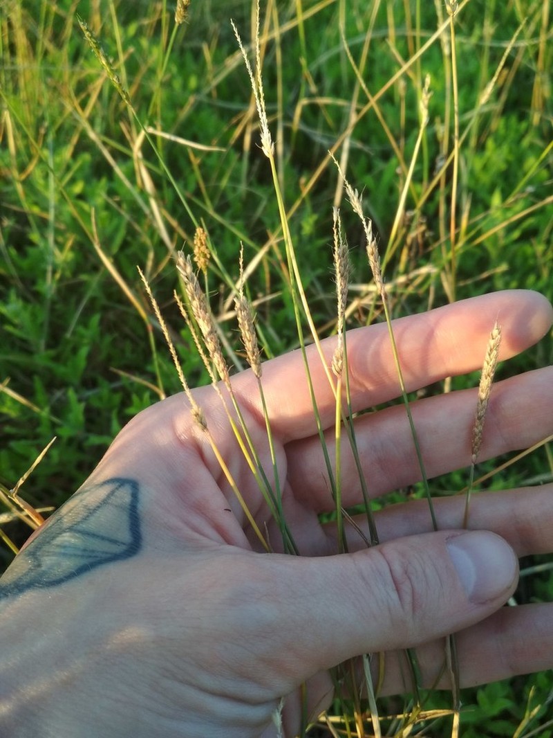 Water Foxtail photo 5