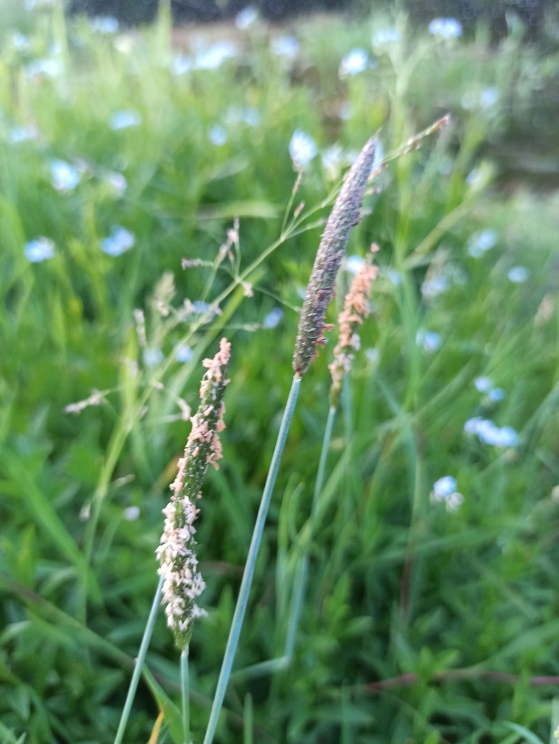 Water Foxtail photo 6