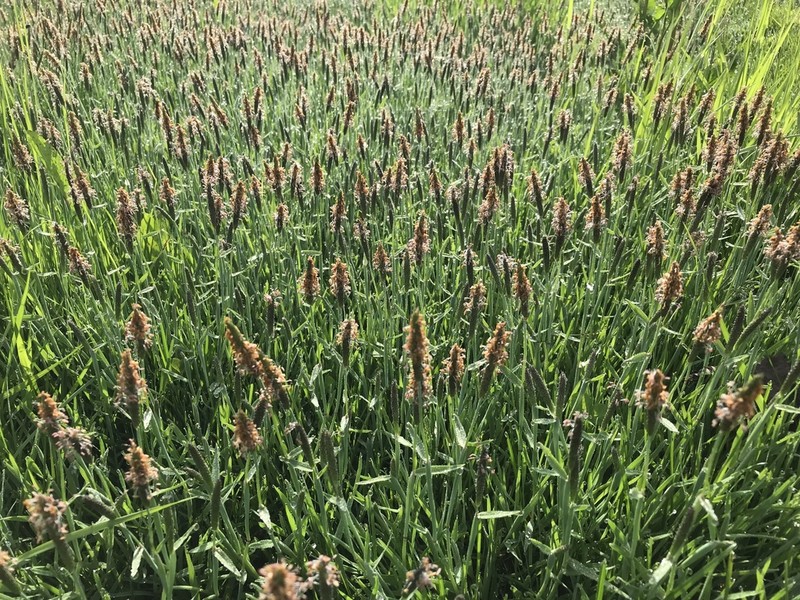 Water Foxtail photo 8