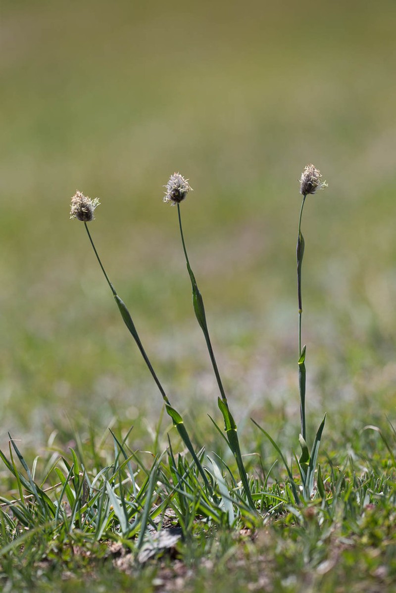 Alopecurus gerardi