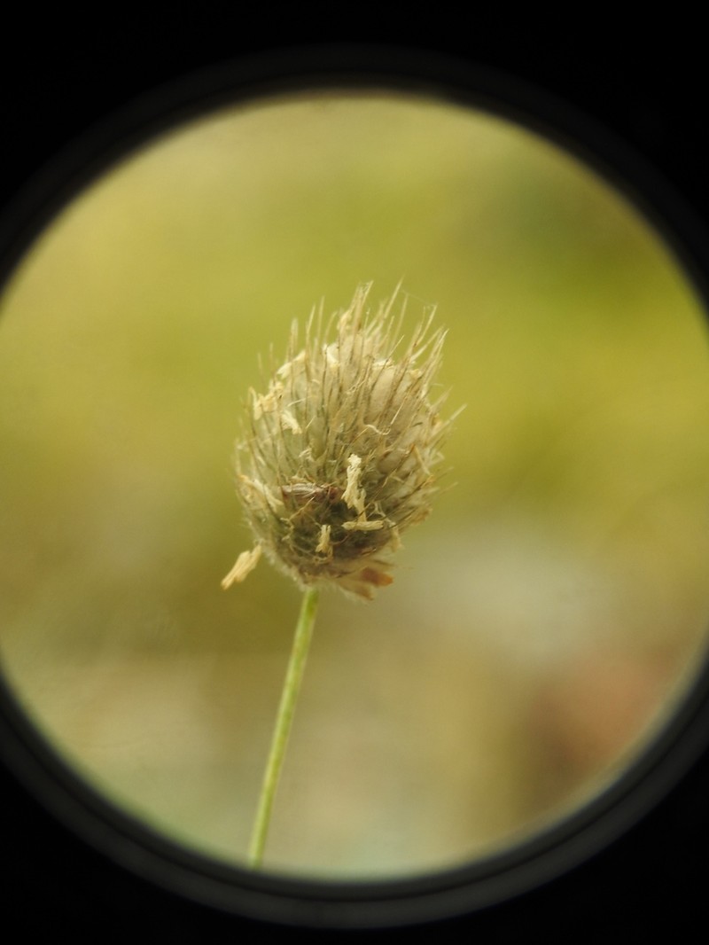 Alopecurus gerardi photo 3