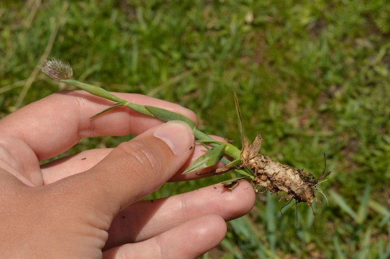 Alopecurus gerardi photo 4